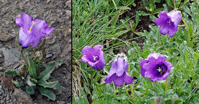 Fiche florale de la Campanule alpestre