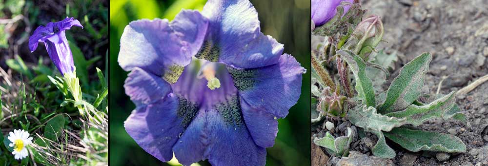 Fiche florale de la Campanule alpestre