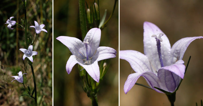 Fiche florale de la Campanule gantele