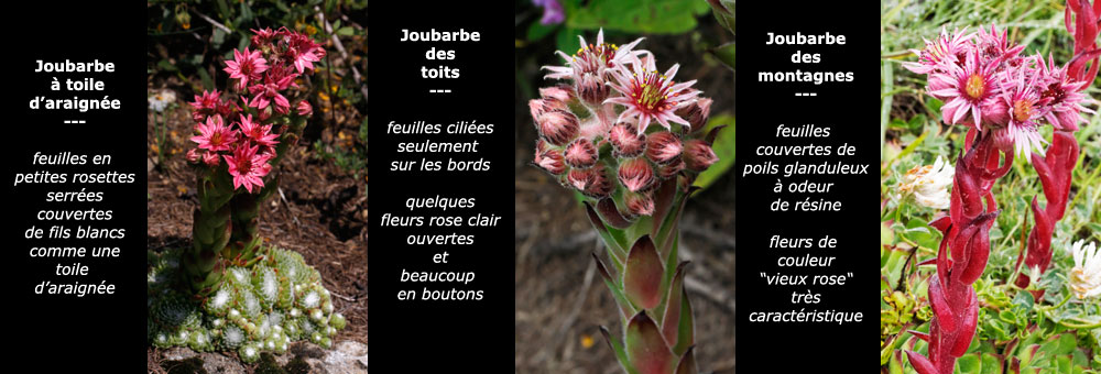 Fiche comparative des trois joubarbes de couleur rouge