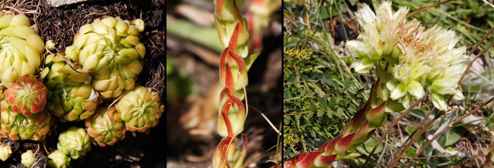 Fiche florale de la Joubarbe d'Allioni