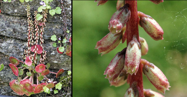 Fiche florale du Nombril de Vnus