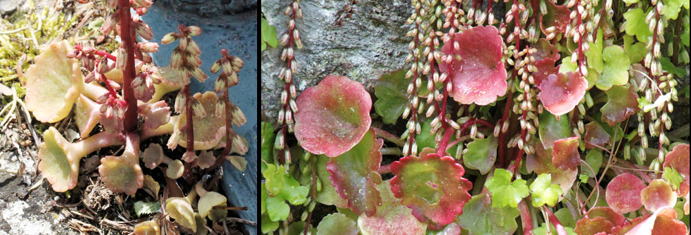 Fiche florale du Nombril de Vnus