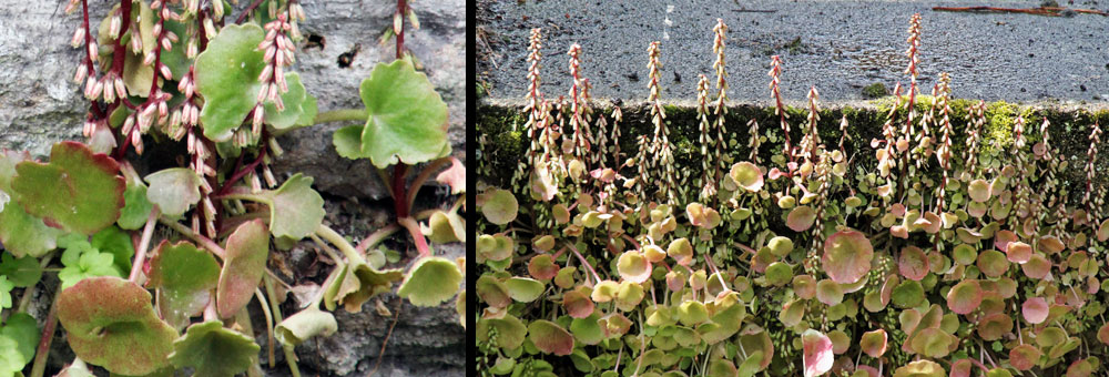 Fiche florale du Nombril de Vnus