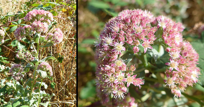 Fiche florale de l'Herbe  la coupure'