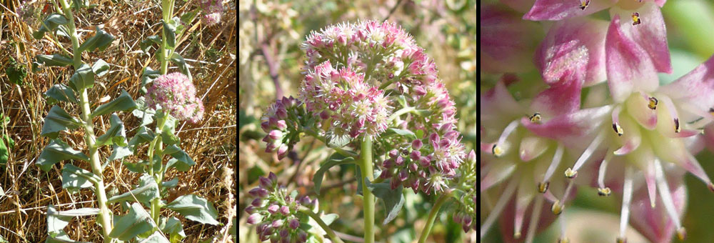 Fiche florale de l'Herbe  la coupure