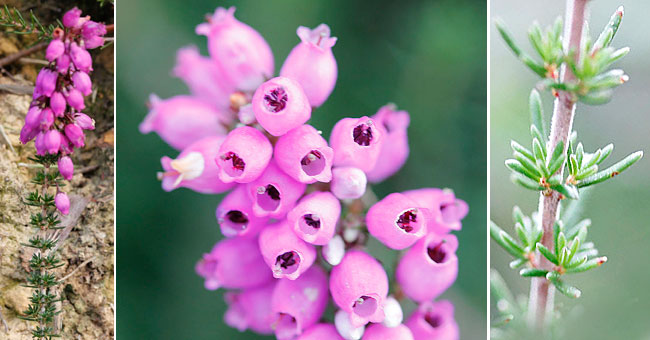 Fiche florale de la Bruyre cendre