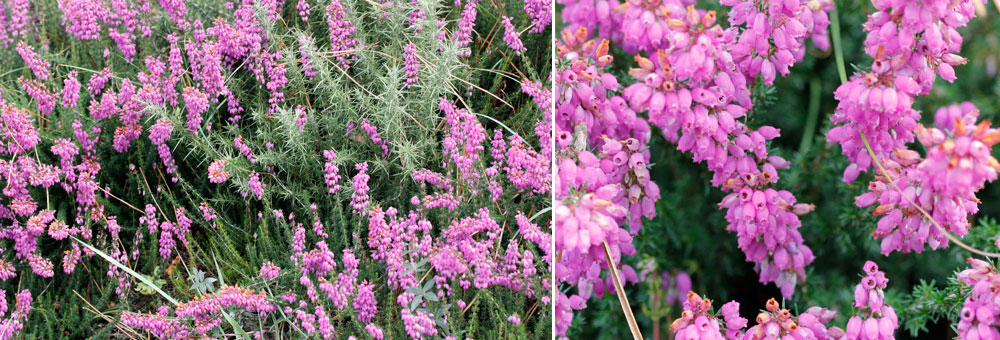 Fiche florale de la Bruyre cendre