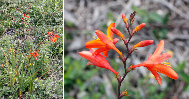 Fiche florale de la Montbrtia