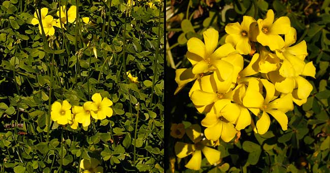 Fiche florale de l'Oxalis des Bermudes