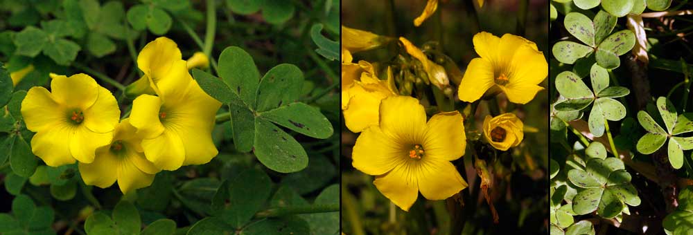 Fiche florale de l'Oxalis des Bermudes