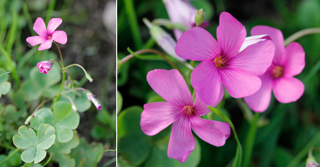 Fiche florale de l'Oxalis articul