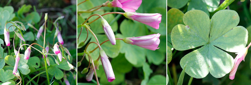 Fiche florale de l'Oxalis articul