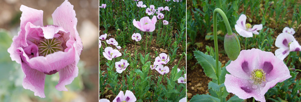 Fiche florale du Pavot  opium 