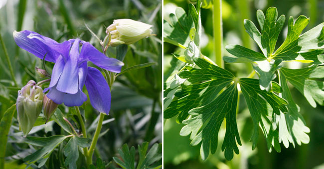 Fiche florale de l'Ancolie des Alpes