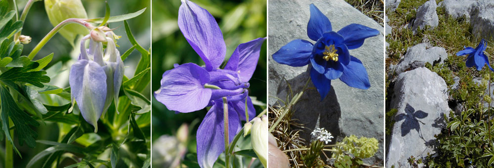 Fiche florale de l'Ancolie des Alpes