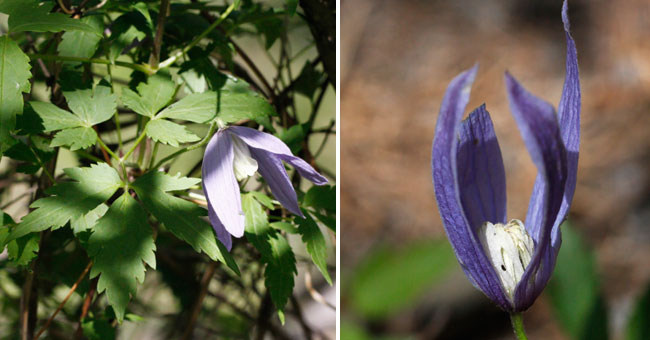 Fiche florale de la Clmatite des Alpess