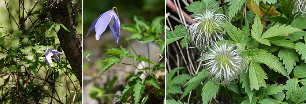 Fiche florale de la Clmatite des Alpes