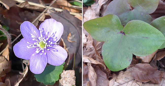 Fiche florale de l'Hpatique noble