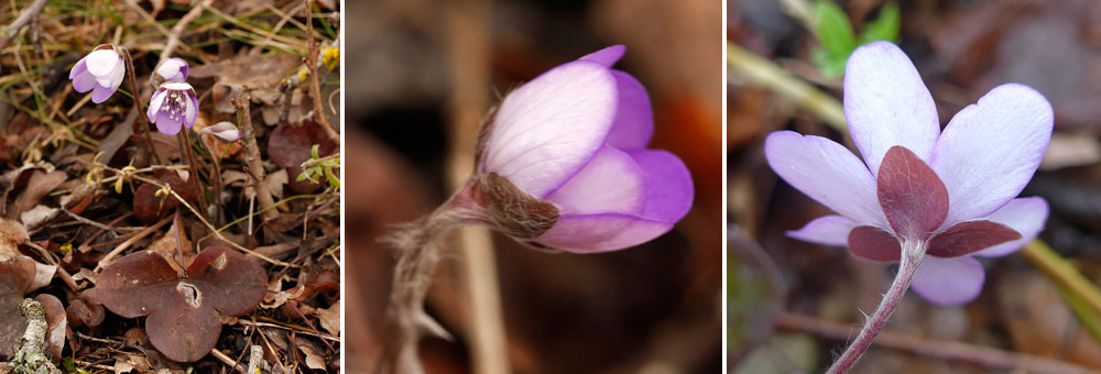 Fiche florale de l'Hpatique noble