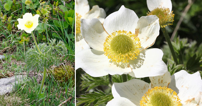 Fiche florale de la Pulsatille des Alpess