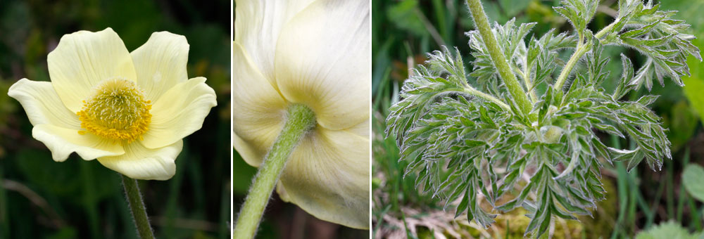 Fiche florale de la Pulsatille des Alpes