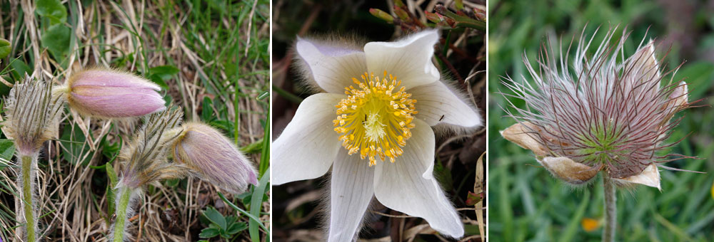 Fiche florale de la Pulsatille des Alpes