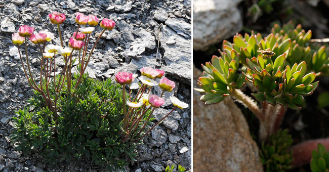 Fiche florale de la Renoncule des glaciers