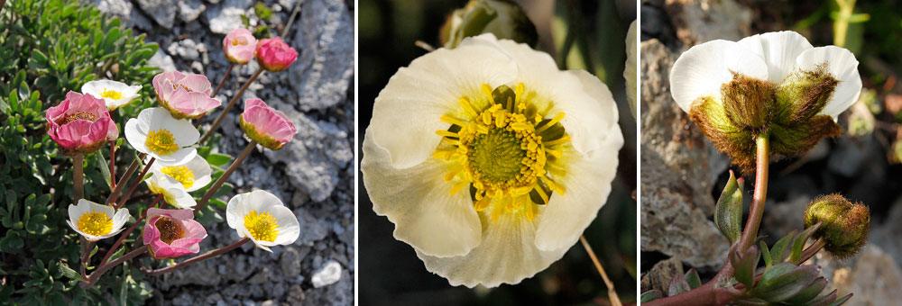 Fiche florale de la Renoncule des glaciers