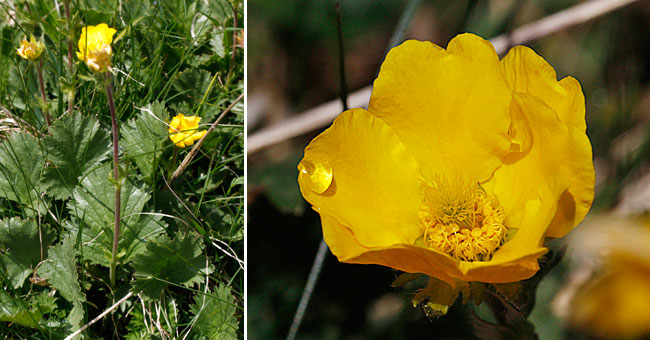 Fiche florale de la Renoncule des montagnes