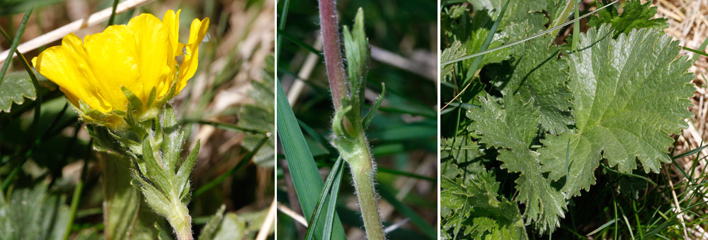 Fiche florale de la Renoncule des montagnes