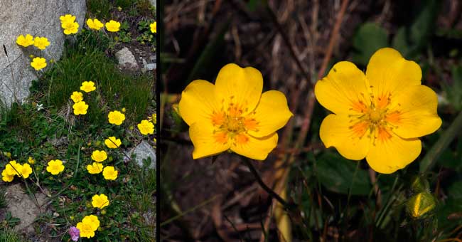 Fiche florale de la Potentille Grandes Fleurs