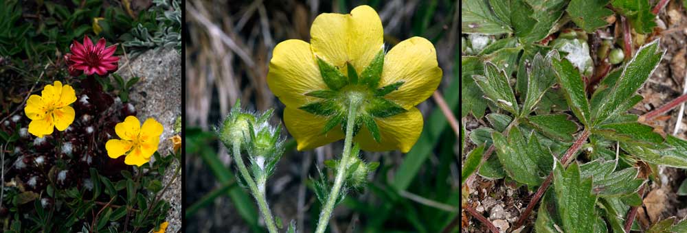 Fiche florale de la Potentille Grandes Fleurs