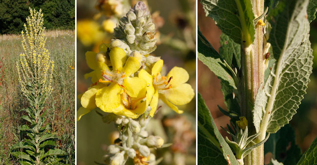 Fiche florale de la Molne pulvrulente