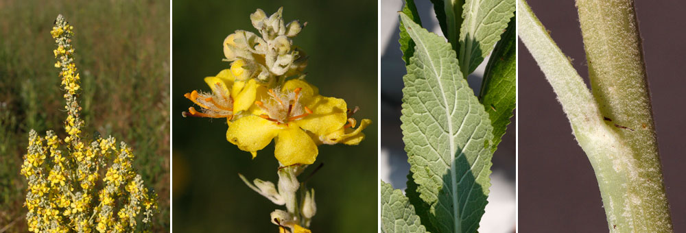 Fiche florale de la Molne pulvrulente