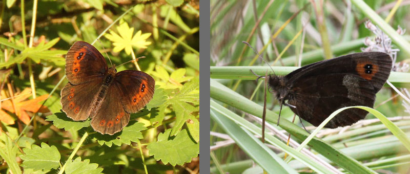 Fiche du Moir sylvicole