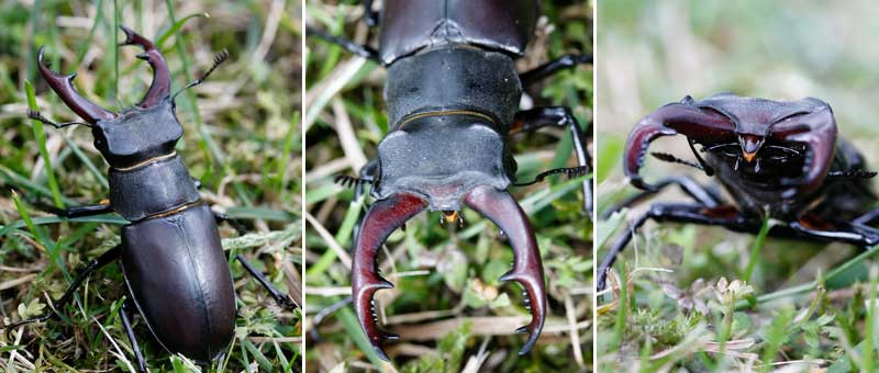 Fiche du Cerf-Volant